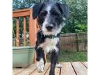 Adopt King a Black Wirehaired Fox Terrier / Mixed dog in St Paul, MN (38772505)