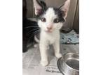 Adopt Ivy a Black & White or Tuxedo Domestic Shorthair (short coat) cat in