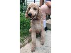 Adopt Amy a Brown/Chocolate Poodle (Standard) / Mixed dog in Chicago