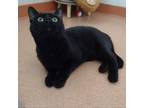 Adopt Raven a All Black Domestic Shorthair / Mixed cat in Ballston Spa