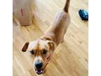 Adopt Donnie a Tan/Yellow/Fawn Mixed Breed (Medium) / Mixed dog in Staten