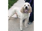 Adopt Margaret a White Poodle (Standard) / Mixed dog in Chicago, IL (38771965)