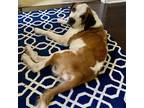 Adopt Laika a Brown/Chocolate St. Bernard / Mixed dog in Houston, TX (38771719)