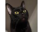 Adopt Nala a All Black Domestic Shorthair / Mixed cat in Oneonta, NY (38771846)