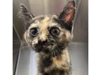 Adopt Dazzle a Tortoiseshell Domestic Shorthair / Mixed cat in Lynchburg