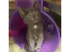 Adopt Serrano a Gray or Blue Domestic Shorthair / Mixed cat in Concord