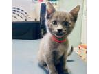 Adopt Mercury a Gray or Blue Domestic Shorthair / Mixed cat in Los Angeles
