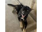 Adopt Zuni a Black Shepherd (Unknown Type) / Mixed dog in Edinburg