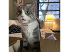 Adopt Bon Bon a Gray or Blue Domestic Shorthair / Mixed cat in New York