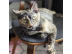 Adopt Gemma a Tortoiseshell Domestic Shorthair / Mixed cat in Saint Louis
