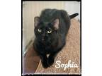 Adopt Sophia a Domestic Short Hair