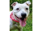 Adopt Darla a White Mixed Breed (Medium) / Mixed dog in Blackwood, NJ (31105779)