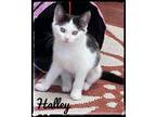 Adopt Halley a Domestic Short Hair