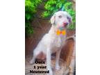 Adopt Onix a White Mixed Breed (Medium) / Mixed dog in Murrieta, CA (38771271)