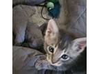 Adopt Sparrow a Gray, Blue or Silver Tabby Domestic Shorthair (short coat) cat