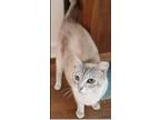 Adopt Ziggy a Cream or Ivory (Mostly) American Shorthair (medium coat) cat in