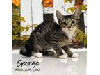 Adopt George a Gray or Blue Domestic Shorthair / Mixed cat in Yuma
