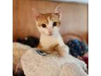 Adopt Dakota a Orange or Red Domestic Shorthair / Mixed cat in Houston