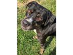 Adopt Rufus a Black Rottweiler / Mixed dog in Belmont, NY (38771155)