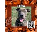 Adopt Luisa a Gray/Silver/Salt & Pepper - with Black American Pit Bull Terrier /