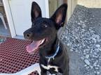 Adopt Lucy a Black - with White Border Collie / Black Mouth Cur / Mixed dog in