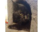 Adopt Simon a All Black Domestic Shorthair / Mixed cat in Huntsville