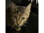 Adopt Beige (Barn Cat) a Brown or Chocolate Domestic Shorthair / Mixed cat in