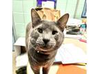 Adopt Buddy a Gray or Blue Domestic Shorthair / Mixed cat in West Olive