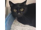 Adopt Cash a All Black Domestic Shorthair / Mixed cat in St.Jacob, IL (38770730)