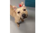 Adopt Frankie a Tan/Yellow/Fawn Hound (Unknown Type) / American Pit Bull Terrier
