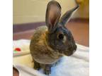 Adopt Newt a Other/Unknown / Mixed rabbit in Asheville, NC (38770703)
