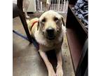 Adopt Sunshine a Tan/Yellow/Fawn Great Pyrenees / Retriever (Unknown Type) /