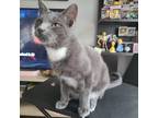 Adopt Chief Webber a Gray or Blue Russian Blue / Domestic Shorthair / Mixed cat
