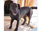 Adopt Kristyna's Bob a Black Labrador Retriever dog in Los Lunas, NM (38770151)
