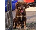 Adopt Koda a Brown/Chocolate - with Tan Chow Chow / Mixed dog in Waco