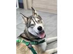 Adopt JIMMY a Tricolor (Tan/Brown & Black & White) Alaskan Klee Kai / Husky /