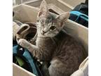 Adopt Ash a Gray or Blue Siberian / Domestic Shorthair / Mixed cat in Fort