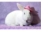 Adopt Belle a White New Zealand / Mixed rabbit in Wilmington, NC (38475726)