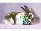 Adopt Poppi a White Dwarf / Mixed (medium coat) rabbit in Wilmington