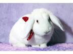 Adopt Mozzarella a White Lop, Holland / Mixed (medium coat) rabbit in
