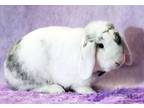 Adopt Marble a White Lop, Holland / Mixed rabbit in Wilmington, NC (38475679)
