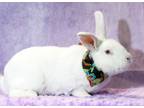 Adopt Fonzo a Albino or Red-Eyed White New Zealand / Mixed rabbit in Wilmington
