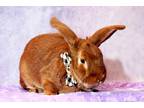 Adopt Red a Red New Zealand / Mixed (medium coat) rabbit in Wilmington