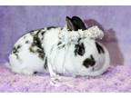 Adopt Charlie a Agouti Dwarf / Mixed (medium coat) rabbit in Wilmington