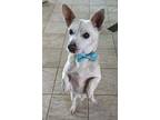 Adopt KEKO a Tan/Yellow/Fawn Corgi / Chiweenie / Mixed dog in Huntington Beach