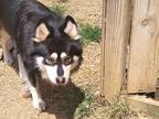 Adopt Dexter a White Siberian Husky dog in Toney, AL (38769362)