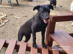 Adopt Victorious a Black English Shepherd / Labrador Retriever / Mixed dog in