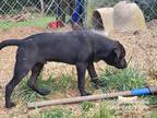 Adopt Lincoln a Black English Shepherd / Labrador Retriever / Mixed dog in