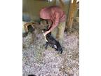 Adopt Davina a White Labrador Retriever dog in Toney, AL (38769353)