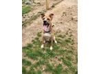 Adopt Marilyn a Tan/Yellow/Fawn German Shepherd Dog / Mountain Cur / Mixed dog